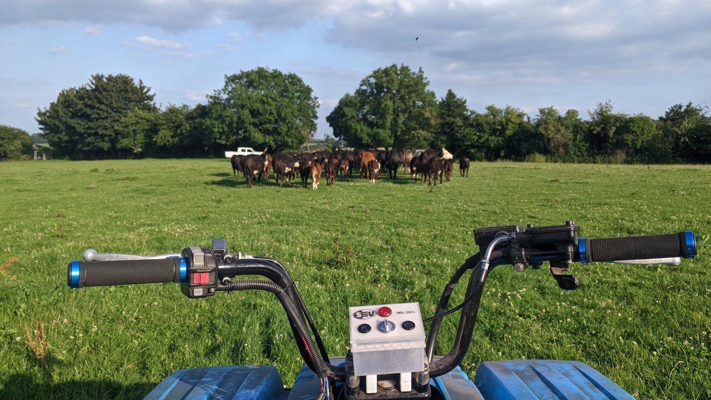 ATV with cattle